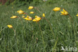 Bostulp (Tulipa sylvestris)