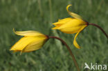 Wild Tulip (Tulipa sylvestris)