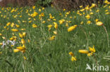 Bostulp (Tulipa sylvestris)