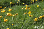 Bostulp (Tulipa sylvestris)