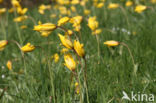 Bostulp (Tulipa sylvestris)