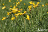 Wild Tulip (Tulipa sylvestris)