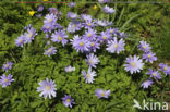 Blauwe anemoon (Anemone apennina)