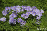 Blue Anemone (Anemone apennina)