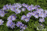 Blue Anemone (Anemone apennina)