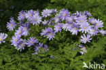 Blauwe anemoon (Anemone apennina)