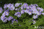 Blauwe anemoon (Anemone apennina)