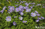 Blauwe anemoon (Anemone apennina)