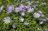 Blue Anemone (Anemone apennina)