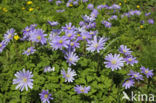 Blauwe anemoon (Anemone apennina)