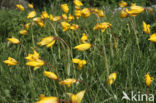 Wild Tulip (Tulipa sylvestris)