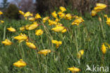 Bostulp (Tulipa sylvestris)