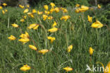 Bostulp (Tulipa sylvestris)