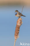 Bluethroat (Luscinia svecica)