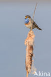 Blauwborst (Luscinia svecica)