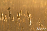 Bluethroat (Luscinia svecica)