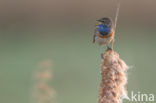 Blauwborst (Luscinia svecica)