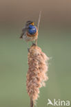 Blauwborst (Luscinia svecica)