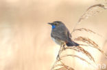 Bluethroat (Luscinia svecica)