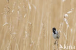 Rietgors (Emberiza schoeniclus)