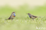 White-spotted Bluethroat (Luscinia svecica cyanecula)