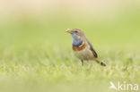 White-spotted Bluethroat (Luscinia svecica cyanecula)