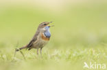 Witgesterde blauwborst