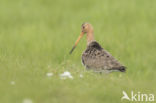 Black-tailed Godwit (Limosa limosa)