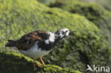 Ruddy Turnstone (Arenaria interpres)