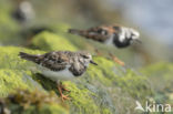 Ruddy Turnstone (Arenaria interpres)