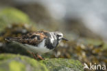 Ruddy Turnstone (Arenaria interpres)