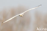 Black-headed Gull (Larus ridibundus)