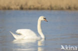 Knobbelzwaan (Cygnus olor)