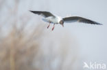 Black-headed Gull (Larus ridibundus)