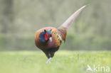 Ring-necked Pheasant (Phasianus colchicus)