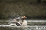 Grauwe Gans (Anser anser)