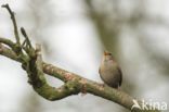 Wren (Troglodytes troglodytes)