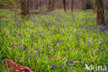 Hyacinth (Hyacinthus spec)