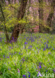 Hyacinth (Hyacinthus spec)