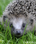 Hedgehog (Erinaceus europaeus)