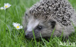 Hedgehog (Erinaceus europaeus)