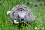 Hedgehog (Erinaceus europaeus)