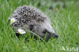 Hedgehog (Erinaceus europaeus)