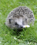 Hedgehog (Erinaceus europaeus)