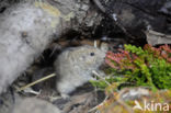 Steppe vole (Lagurus lagurus)