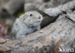 Steppe vole (Lagurus lagurus)