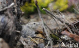 Steppe vole (Lagurus lagurus)