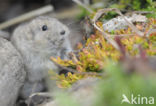 Steppe vole (Lagurus lagurus)