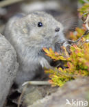 Steppe vole (Lagurus lagurus)