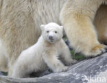 Polar bear (Ursus maritimus)